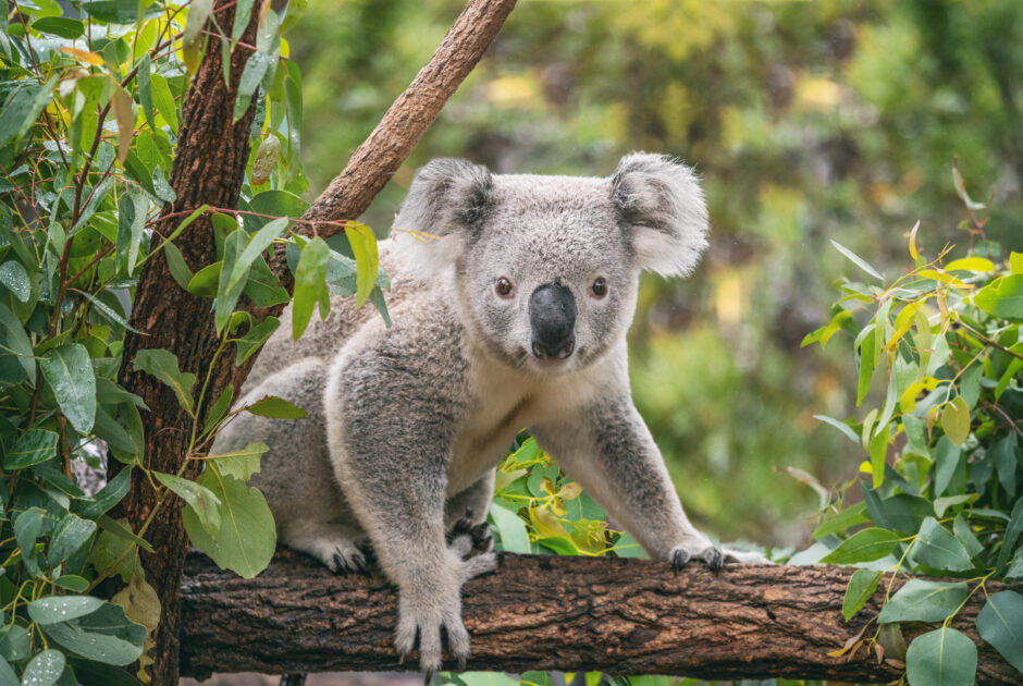 The Koala is a culturally important, iconic Australian species that is now endangered. Source: Maridav
